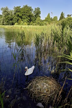 Mute swan (Cygnus olor), male swimming in front of nest with four eggs, Cham, Lake Zug, Canton Zug, Switzerland