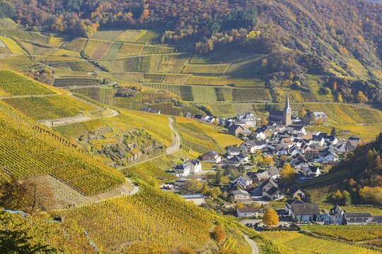 Vineyards in autumn, Mayscho&szlig; with parish church, red wine growing region Ahrtal, red wine of the Pinot Noir and Portugieser grape is grown here, Eifel, Rhineland-Palatinate, Germany