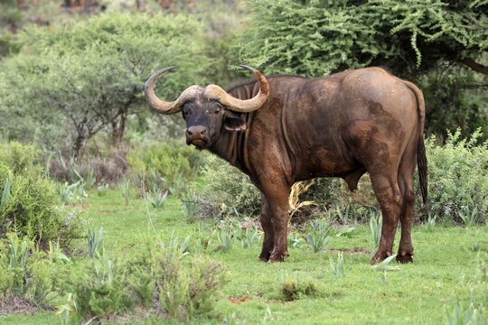 Cape buffalo (Syncerus caffer), adult, foraging, Mokala National Park, Northern Cape, South Africa