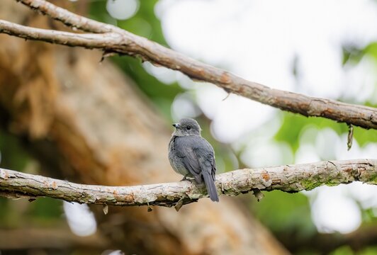 Mountain Drongo Flycatcher (Melaenornis fischeri) sitting on a branch, Mgahinga Gorilla National Park, Western Region, Uganda