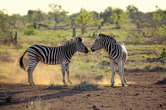 Burchell's Zebras (Equus quagga burchelli), adult, two males fighting, social behavior, Kruger National Park, South Africa