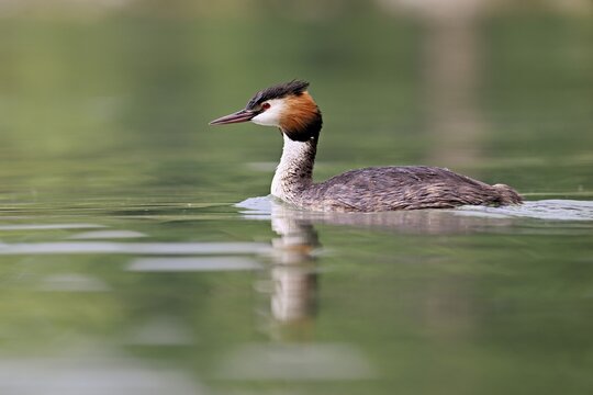 Great Crested Grebe (Podiceps Scalloped ribbonfish), swimming in the water, Lake Zug, Canton Zug, Switzerland