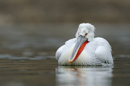 Dalmatian Pelican (Pelecanus crispus), Lake Kerkini, Greece, Europe