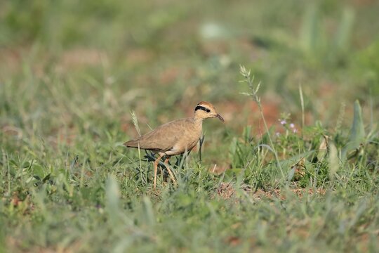 Temminck's Racer (Cursorius temminckii), adult, running, foraging, Mokala National Park, South Africa