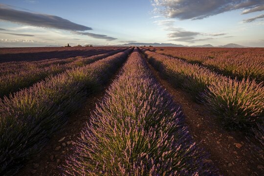 Lavender field, flowering true lavender (Lavandula angustifolia), near Valensole, evening light, Provence, Provence-Alpes-Cote d Azur, South of France, France