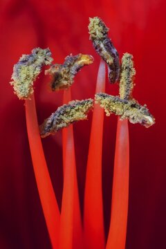Red amaryllis, flower (Amaryllidaceae) and stamens, macro photo, Baden-W&uuml;rttemberg, Germany