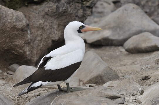 Nazca Booby (Sula granti), Espanola Island, Galapagos, Ecuador, South America