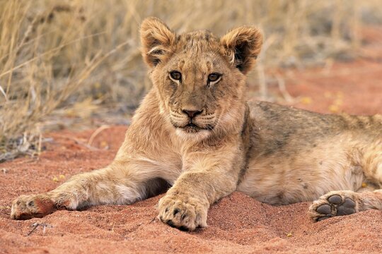 Lion (Panthera leo), young, alert, resting, Tswalu Game Reserve, Kalahari, Northern Cape, South Africa