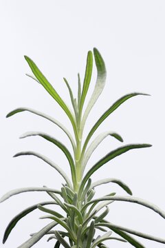 Lavender (Lavanda latifoglia), leaves, Ellerstadt, Germany