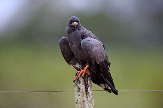 Snail kite (Rostrhamus sociabilis), adult on the lookout, Pantanal, Mato Grosso, Brazil