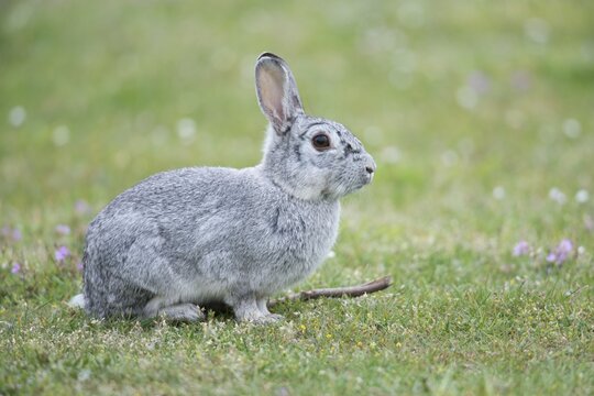 European Rabbit (Oryctolagus cuniculus), Emsland, Lower Saxony, Germany