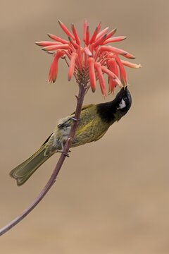 Black-throated Honeyeater (Nesoptilotis leucotis), adult, feeding on flower, feeding, Aloa Vera, Parndana, Kangaroo Island, South Australia, Australia