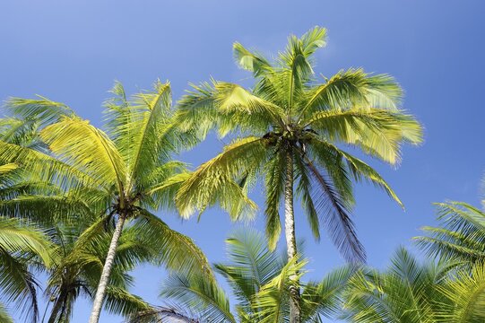 Coconut palms (Cocos nucifera) at the Pacific Coast, Costa Rica, Central America