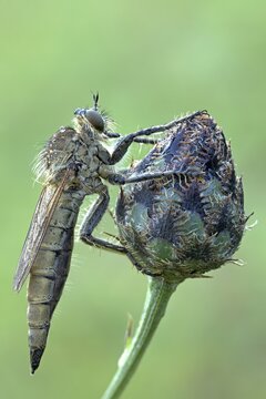 Robber fly (Asilidae) sitting at a bud, Hesse, Germany