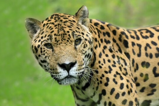 Jaguar (Panthera onca), adult, alert, portrait, captive