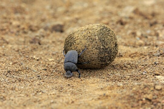 Dung beetle (Scarabaeus sacer), adult, rolling dung ball, elephant dung for egg deposition, Saint Lucia Estuary, iSimangaliso Wetland Park, Kwazulu Natal, South Africa