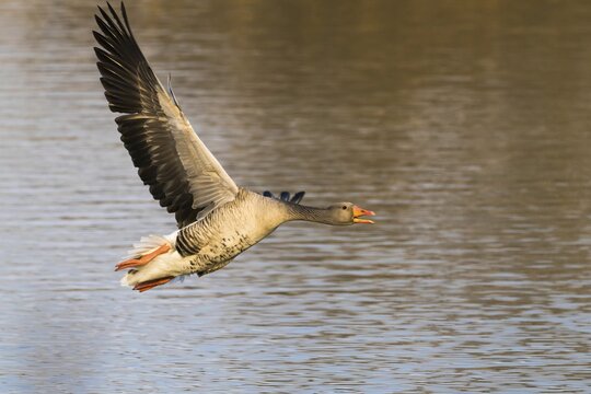 Greylag goose (Anser anser), flying, Hesse, Germany