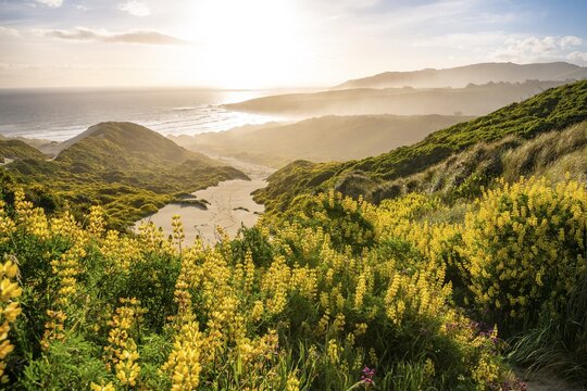 Yellow Lupines (Lupinus luteus) on sand dunes, view of coast, Sandfly Bay, Dunedin, Otago Region, Otago Peninsula, Southland, New Zealand