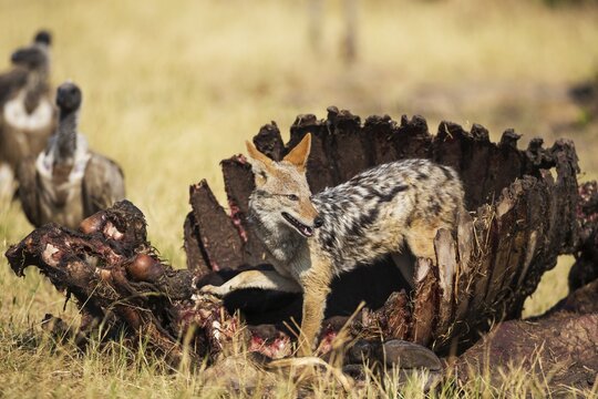 Black-backed Jackal (Canis mesomelas), at the carcass of a Cape Buffalo (Syncerus caffer caffer), in the background some White-backed Vultures (Gyps africanus), Savuti, Chobe National Park, Botswana