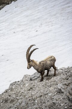 Alpine Ibex (Capra ibex) on a snow field, Heilbronner Weg, Allg&auml;u Alps, Allg&auml;u, Bavaria, Germany