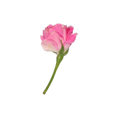 Obraz premium Flower image for transparent background