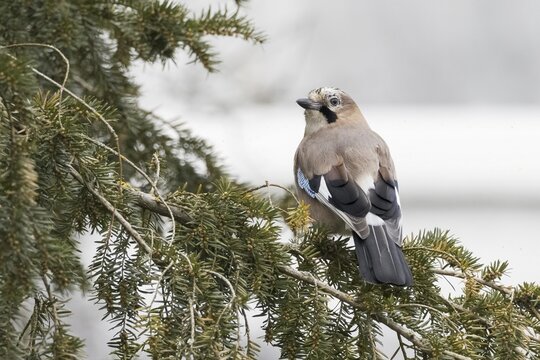 Eurasian jay (Garrulus glandarius) sitting on spruce branch, Hesse, Germany