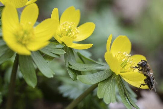Winter aconite (Eranthis hyemalis) with garden wedge-spotted hoverfly (Eristalis lineata), Emsland, Lower Saxony, Germany