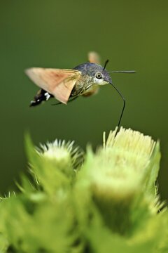 Dove's tail (Macroglossum stellatarum), flies on the flower of cabbage thistle (Cirsium oleraceum), Meienberg, Canton Aargau, Switzerland