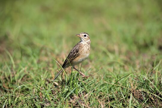 Orient skylark (Alauda gulgula), adult, alert in the grass, Bundala National Park, Sri Lanka