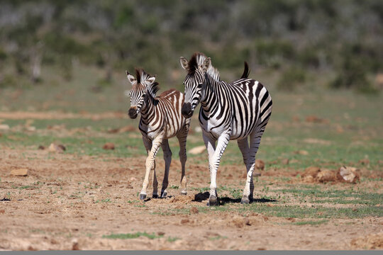 Burchell's Zebras (Equus quagga burchelli), adult, mother with half grown young animal, running, Addo Elephant National Park, Eastern Cape, South Africa
