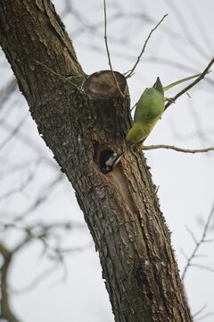 Rose-ringed parakeet (Psittacula krameri) fights with great spotted woodpecker (Dendrocopos major) over breeding cavity, Rhineland-Palatinate, Germany