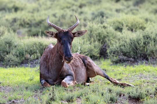Tsessebe (Damaliscus lunatus), lyrebird, crescent moon antelope, adult, sitting, relaxed, Mokala National Park, Northern Cape, South Africa