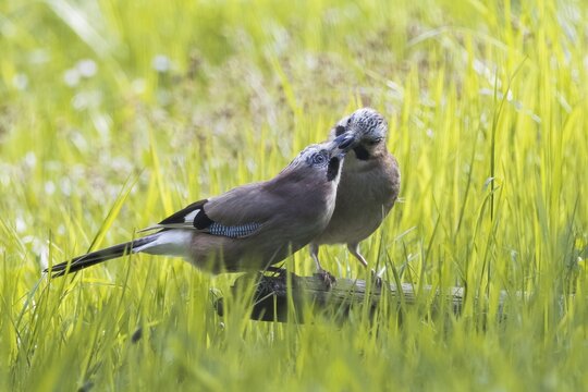 Eurasian jay (Garrulus glandarius), pair, mating feeding, Hesse, Germany