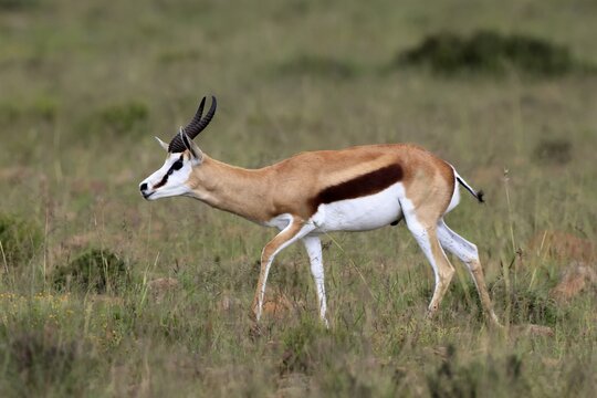 Springbok (Antidorcas marsupialis), adult, male, foraging, running, Mountain Zebra National Park, Eastern Cape, South Africa