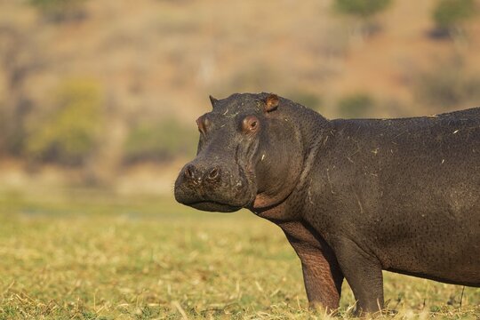 Hippopotamus (Hippopotamus amphibius), bull in the evening light at the bank of the Chobe River, Chobe National Park, Botswana