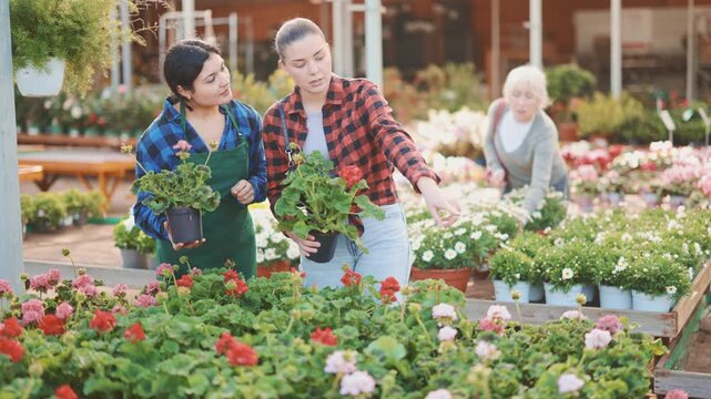  Female salesperson helps young woman buyer chooses geranium in pot in flower shop