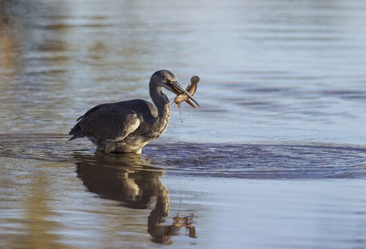 Grey Heron (Ardea cinerea), has caught a fish in a pool, Okavango Delta, Moremi Game Reserve, Botswana