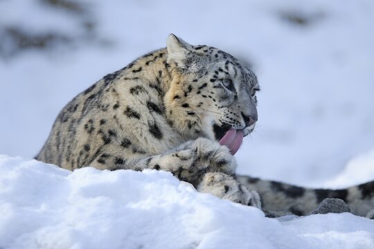 Snow Leopard (Uncia uncia)
