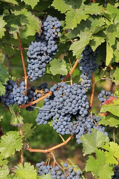 Grape vine (Vitis vinifera), Portugieser, with grapes, in late summer, fruit, fruits, grapes, shortly in front of harvest, in front of the harvest, Ellerstadt, Rhineland-Palatinate, Germany