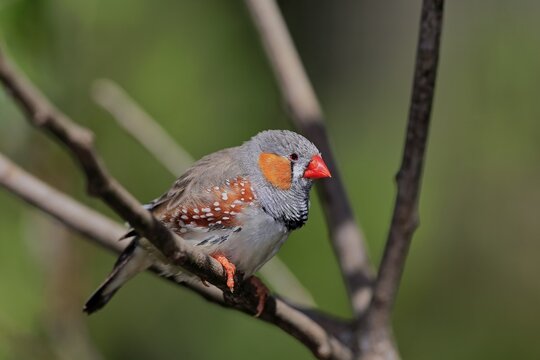 Zebra finch (Taeniopygia guttata), adult, male, on standby, Mount Lofty, South Australia, Australia
