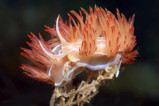 Pairing, Orange Geodiva Nudibranch (Geodiva banyulensis), Sithonia, Chalkidiki, also Halkidiki, Aegean, Mediterranean, Greece