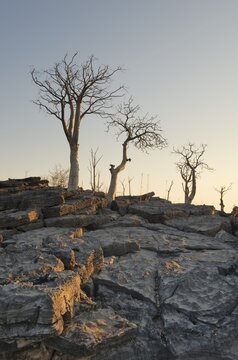 Dolerite rocks with Moringa trees (Moringa ovalifolia) in evening light in the Halali camp, Etosha National Park, Namibia, Africa