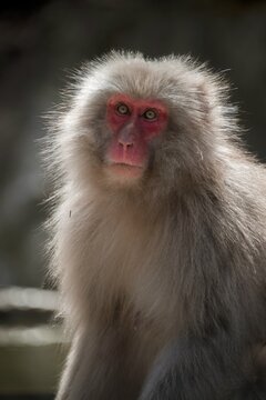 Japanese macaque (Macaca fuscata), animal portrait, wildlife, Yamanouchi, Nagano Prefecture, Honshu Island, Japan