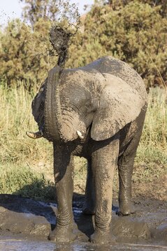 African Elephant (Loxodonta africana), so-called desert elephant, bull enjoying his time at a water hole , Damaraland, Namibia