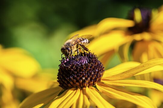 Honey bee (Apis mellifera) sits on yellow flower, black-eyed Susan (Rudbeckia hirta), Bavaria, Germany