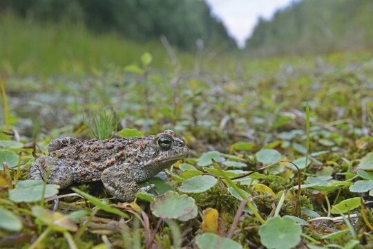 Natterjack toad (Bufo calamita), Emsland, Lower Saxony, Germany