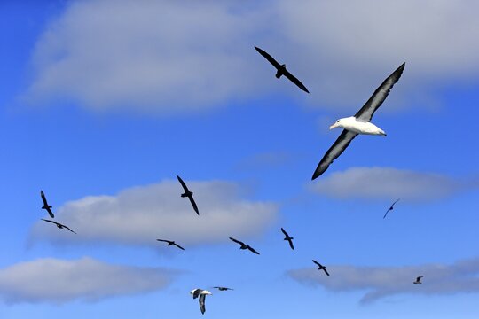 Black-browed albatrosses (Thalassarche melanophrys) and white chin petrels (Procellaria aequinoctialis), adult, flying, Cape of Good Hope, South Africa