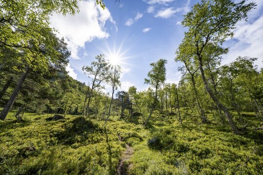 Sun shines through trees, forest with birches, Innerdalen, Hochtal, Sunndal, M&oslash;re og Romsdal, Vestlandet, Norway