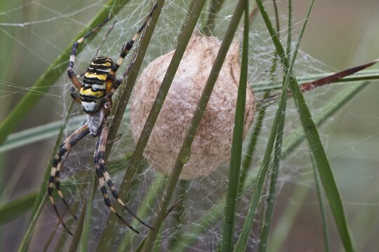 Wasp spider (Argiope bruennichi), at the cocoon, Emsland, Lower Saxony, Germany