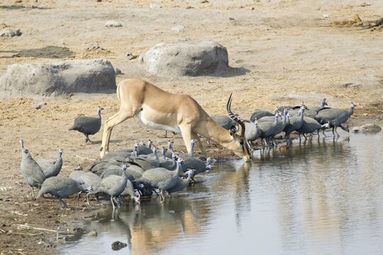 Springbok (Antidorcas marsupialis) drinking at a waterhole, Etosha National Park, Namibia